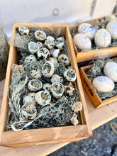Load image into Gallery viewer, Boxed Quail Eggs {Set}