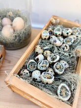 Load image into Gallery viewer, Boxed Quail Eggs {Set}
