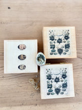 Load image into Gallery viewer, Boxed Quail Eggs {Set}
